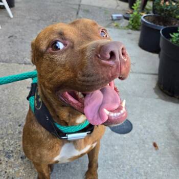 Shylo -  Pit Bull Terrier Dog for Adoption in Philadelphia, Pennsylvania - Shylo | PetCurious