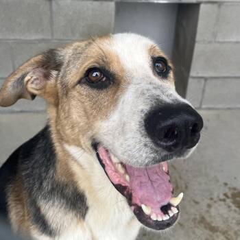 Scout -  Shepherd and Mixed Breed Dog for Adoption in Bristol, Indiana - Scout | PetCurious