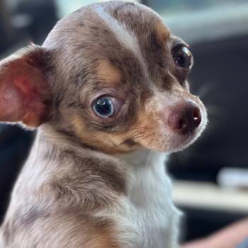 Ege -  Chihuahua Dog for Adoption in Gulfport, Mississippi - Ege | PetCurious