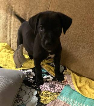 Chad Powers -  Great Dane Dog for Adoption in Wheaton, Illinois - Chad Powers | PetCurious