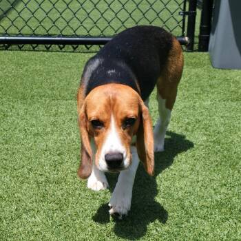 Cabrales aka OHW5-9061 aka Keith -  Beagle Dog for Adoption in Loxahatchee Groves, Florida - Cabrales Aka OHW5-9061 Aka Keith | PetCurious