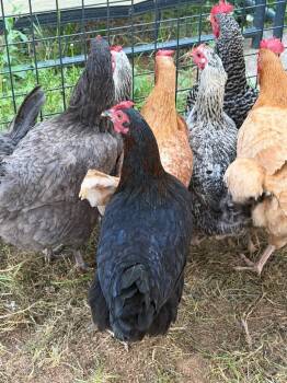 Mixed Breed Dogs Available for Adoption in Columbia, Tennessee - Chicken #7 | PetCurious