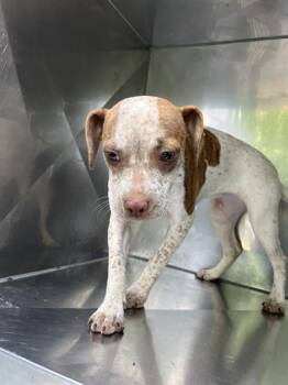 Mixed Breed Dogs Available for Adoption in Dallas, Texas - ERIDAN | PetCurious