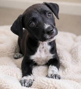 Tater -  Boston Terrier and Terrier Dog for Adoption in Crown Point, Indiana - Tater | PetCurious