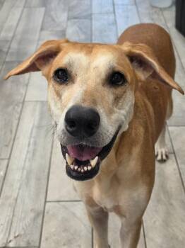 Bronti -  Great Dane and German Shepherd Dog Dog for Adoption in Bullard, Texas - Bronti | PetCurious