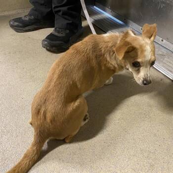ABNER -  Chihuahua Dog for Adoption in Modesto, California - ABNER | PetCurious