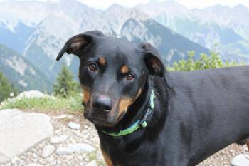 Rottweiler and Doberman Pinscher Dogs Available for Adoption in Ventura, California - Phoenix  | PetCurious