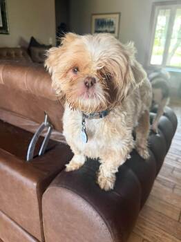 Gizmo -  Shih Tzu Dog for Adoption in Ashville, Ohio - Gizmo | PetCurious