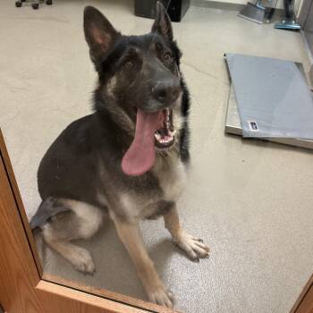 Ares -  German Shepherd Dog Dog for Adoption in Lynchburg, Virginia - Ares | PetCurious