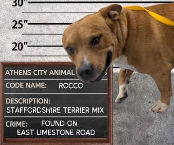 ROCCO -  Staffordshire Bull Terrier and Dachshund Dog for Adoption in Athens, Alabama - ROCCO | PetCurious