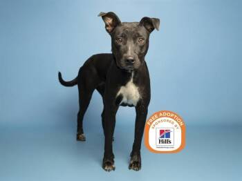 LIL MAMMA -  Labrador Retriever and Mixed Breed Dog for Adoption in Phoenix, Arizona - LIL MAMMA | PetCurious
