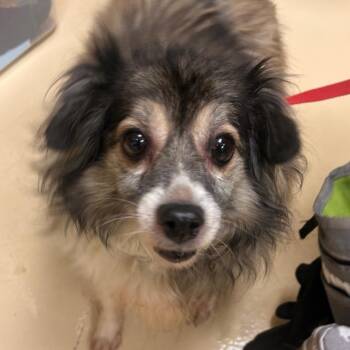 Melo -  Mixed Breed Dog for Adoption in Winston-salem, North Carolina - Melo | PetCurious