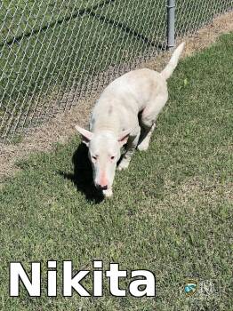 Nikita -  Bull Terrier Dog for Adoption in Rocky Mount, North Carolina - Nikita | PetCurious
