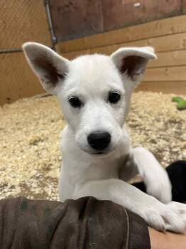 Rescue Mixed Breed Dogs for Adoption in Cando, Saskatchewan - Boo | PetCurious