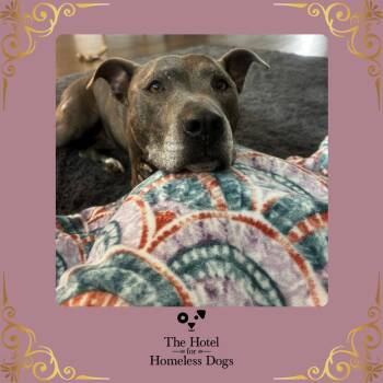 Rescue American Staffordshire Terrier and Terrier Dogs for Adoption in Cumberland, Rhode Island - Alyssa | PetCurious