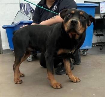 Mixed Breed Dogs Available for Adoption - PIP | PetCurious