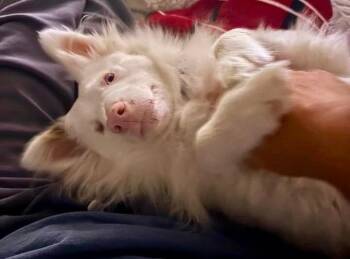 Maverick -  Australian Shepherd Dog for Adoption in Decatur, Indiana - Maverick | PetCurious