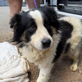 Retriever and Australian Shepherd Dogs Available for Adoption in Columbia, South Carolina - Trek | PetCurious