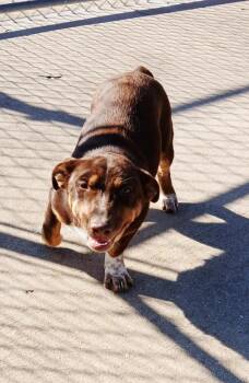 Rescue Corgi Dogs for Adoption in Hillsboro, Missouri - Daffeny | PetCurious