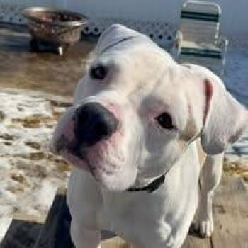Pit Bull Terrier and American Bulldog Dogs Available for Adoption - Sammy  | PetCurious