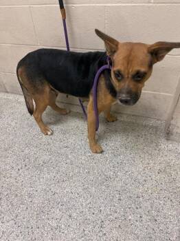 A426311 -  German Shepherd Dog and Mixed Breed Dog for Adoption in Conroe, Texas - A426311 | PetCurious