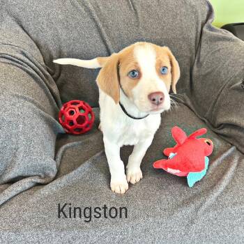 Kingston -  Mixed Breed Dog for Adoption in Lewisville, Texas - Kingston | PetCurious