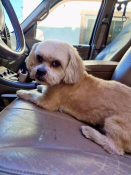 Kyoshi -  Shih Tzu Dog for Adoption in Wedgefield, South Carolina - Kyoshi | PetCurious