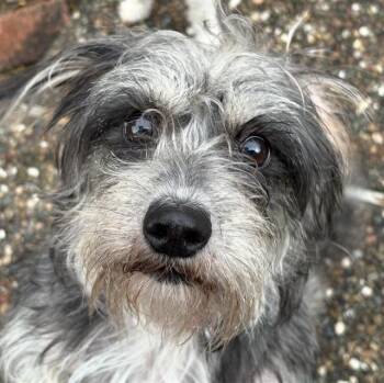 Schnauzer and Mixed Breed Dogs Available for Adoption in Martinez, California - WINNIE | PetCurious