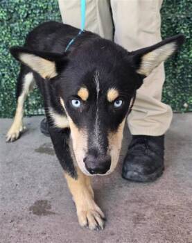 61406357 -  Shepherd and Mixed Breed Dog for Adoption in El Paso, Texas - 61406357 | PetCurious