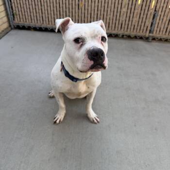 Oliver -  American Bulldog Dog for Adoption in Chisholm, Minnesota - Oliver | PetCurious