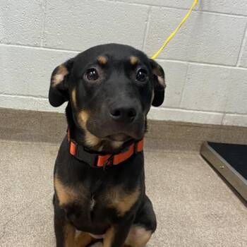 Rottweiler and Mixed Breed Dogs Available for Adoption in Ardmore, Oklahoma - Freya | PetCurious