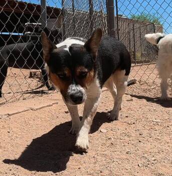 Corgi Dogs Available for Adoption in San Tan Valley, Arizona - Vinny | PetCurious