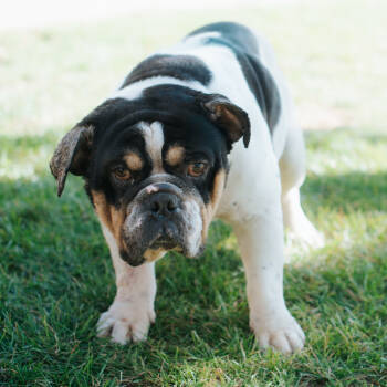 Rescue English Bulldog Dogs for Adoption in Northbrook, Illinois - Tortured Poets Department | PetCurious