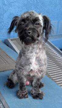 Oreo -  Maltese Dog for Adoption in Corona, California - Oreo | PetCurious