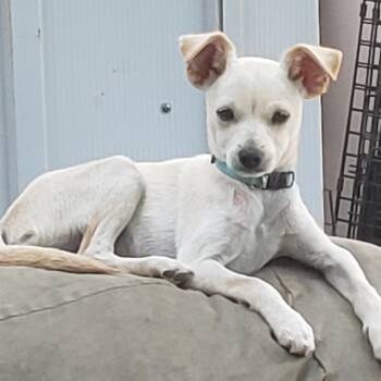 Rescue Chihuahua Dogs for Adoption in Murphys, California - Morty | PetCurious