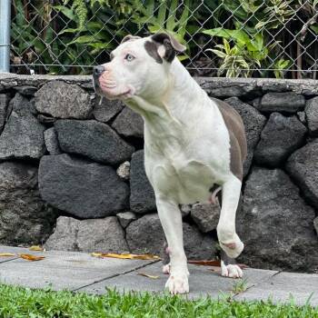 Pit Bull Terrier and Mixed Breed Dogs Available for Adoption - Olive | PetCurious