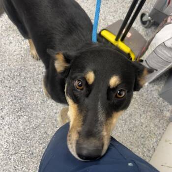Shepherd Dogs Available for Adoption - Hope | PetCurious
