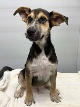 Stan -  German Shepherd Dog Dog for Adoption in Mobile, Alabama - Stan | PetCurious