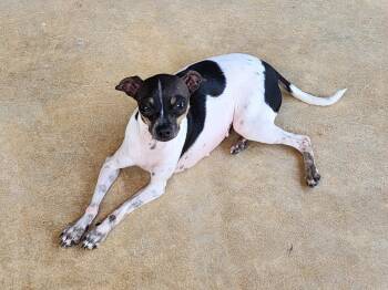 Rescue Chihuahua Dogs for Adoption in Houston, Texas - Spicy | PetCurious