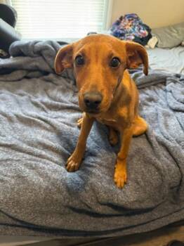 Dachshund and Mixed Breed Dogs Available for Adoption - Rosetta | PetCurious