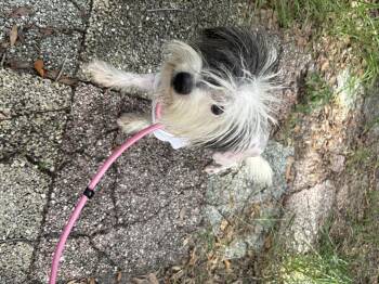 Walter Goober -  Shih Tzu Dog for Adoption in Tampa, Florida - Walter Goober | PetCurious