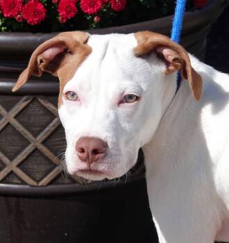 Kink -  Terrier Dog for Adoption in Millfield, Ohio - Kink | PetCurious