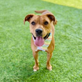Tatiana -  Mixed Breed Dog for Adoption in Ellijay, Georgia - Tatiana | PetCurious