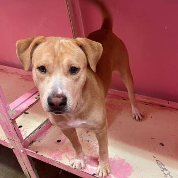 Rescue Labrador Retriever Dogs for Adoption - Norma 4125 | PetCurious