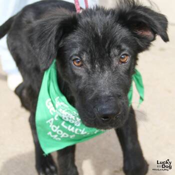 Rescue Flat Coated Retriever and Shepherd Dogs for Adoption in Washington, District Of Columbia - Kyro | PetCurious