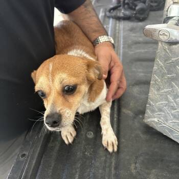 Stray - Brookstone -  Chihuahua Dog for Adoption in Roxboro, North Carolina - Stray - Brookstone | PetCurious