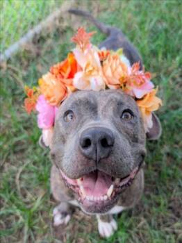 Rescue American Bulldog and Mixed Breed Dogs for Adoption in Houston, Texas - MISS PIGGIE | PetCurious