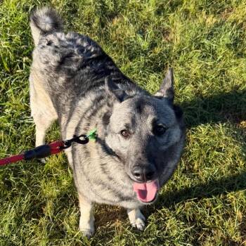 Tyrion -  Norwegian Elkhound Dog for Adoption in Cheyenne, Wyoming - Tyrion | PetCurious