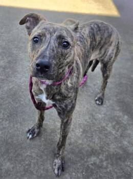 Pit Bull Terrier and Mixed Breed Dogs Available for Adoption - FAWN | PetCurious