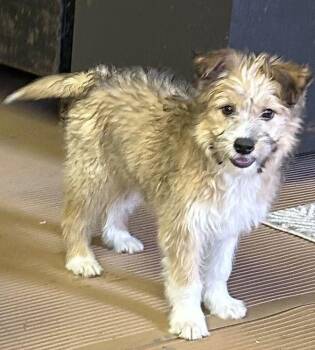 Lhasa Apso Dogs Available for Adoption - PADME  (ohiosdrescue@gmail.com) | PetCurious